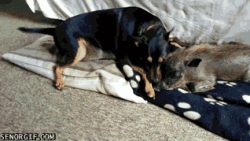 Warthog And Dog Spend Time Cuddling #1